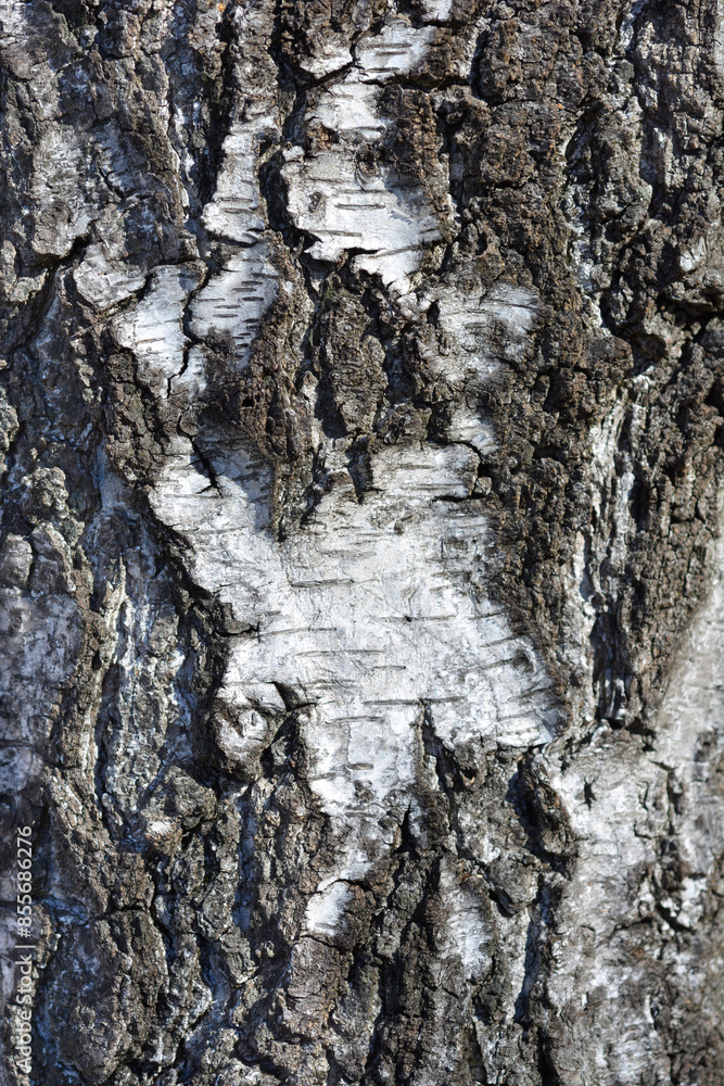 Common birch bark detail Common birch bark detail