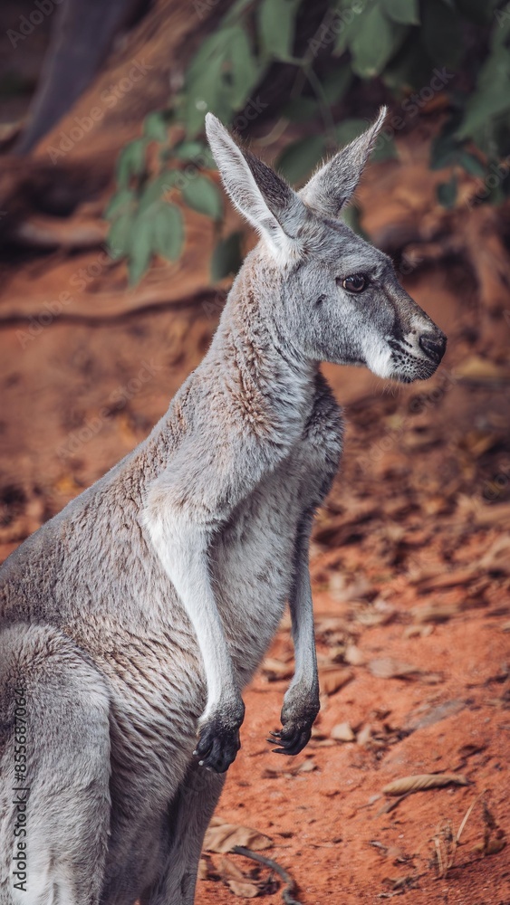 Fototapeta premium kangaroo on the red field