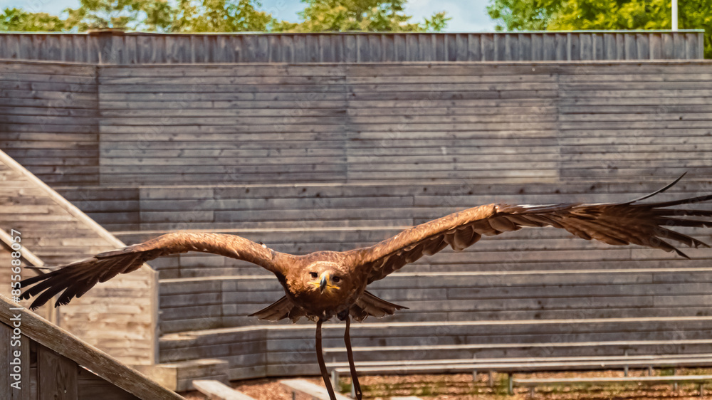 Aquila nipalensis, steppe eagle, in flight straight towards the camera on a sunny summer day Aquila nipalensis, steppe eagle, in flight straight towards the camera on a sunny summer day