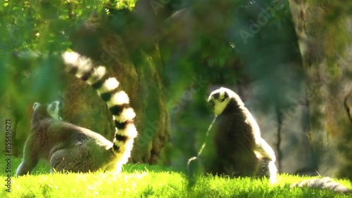 ring-tailed lemur (Lemur catta) is a large strepsirrhine primate and the most recognized lemur due to its long, black and white ringed tail. It belongs to Lemuridae.