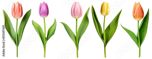 Wallpaper Mural Tulip png on transparent background Torontodigital.ca