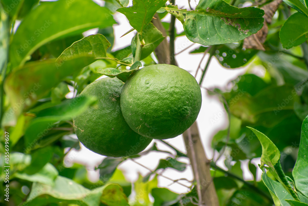 Bergamot fruit, Green limes on a tree Fresh lime citrus fruit high vitamin C in the garden farm agricultural with nature green blur background Bergamot fruit, Green limes on a tree Fresh lime citrus fruit high vitamin C in the garden farm agricultural with nature green blur background