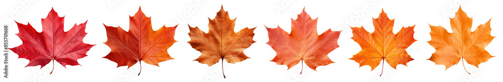 Maple leaf png element set on transparent background Maple leaf png element set on transparent background