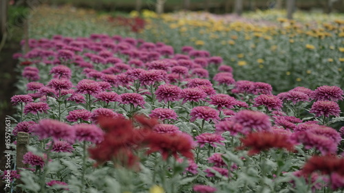 flowers grow in the greenhouse photo