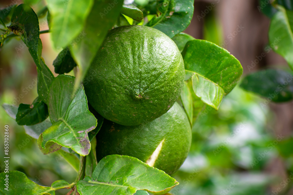 Bergamot fruit, Green limes on a tree Fresh lime citrus fruit high vitamin C in the garden farm agricultural with nature green blur background Bergamot fruit, Green limes on a tree Fresh lime citrus fruit high vitamin C in the garden farm agricultural with nature green blur background