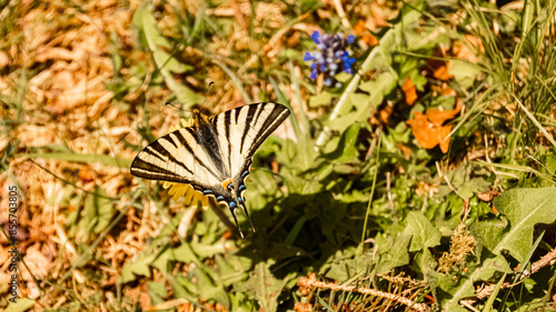 Φωτογραφία Macro of Iphiclides podalirius, scarce swallowtail butterfly, at the famous Lake