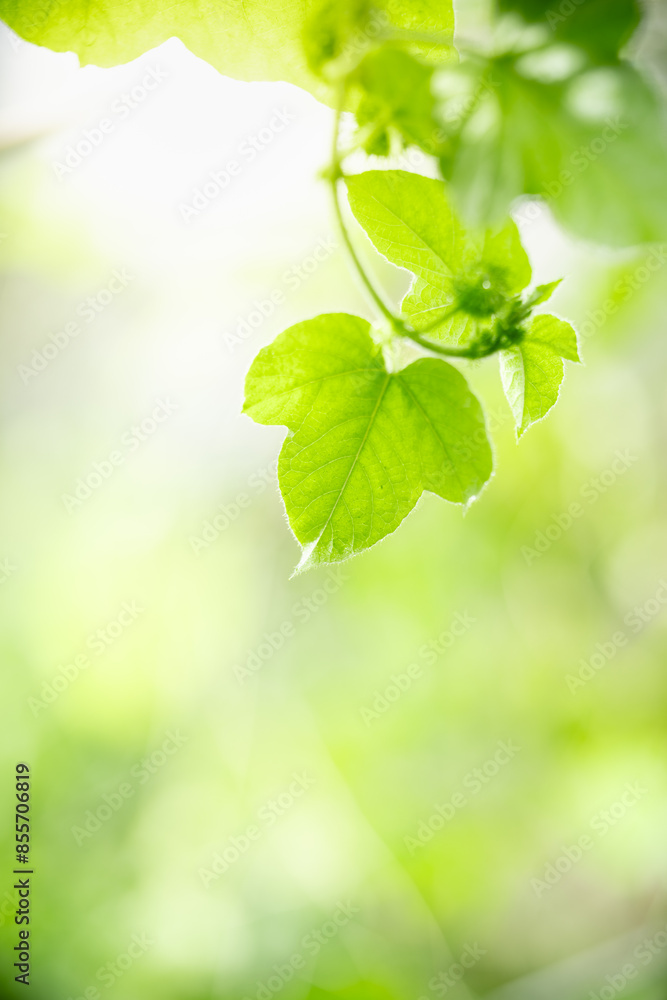 Nature of green leaf in garden at summer. Natural green leaves plants using as spring background cover page greenery environment ecology lime green wallpaper Nature of green leaf in garden at summer. Natural green leaves plants using as spring background cover page greenery environment ecology lime green wallpaper