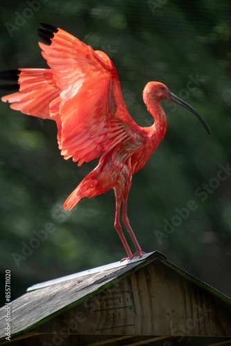 Vibrant scarlet ibis bird with wings spread standing on a rooftop with a blurred green background photo