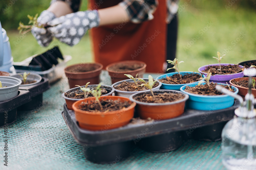 Young green seedlings of tomato in a special plastic form on nature background, woman gardener in apron and protective gloves transplanting seedlings outdoors. Growing organic food near home Young green seedlings of tomato in a special plastic form on nature background, woman gardener in apron and protective gloves transplanting seedlings outdoors. Growing organic food near home
