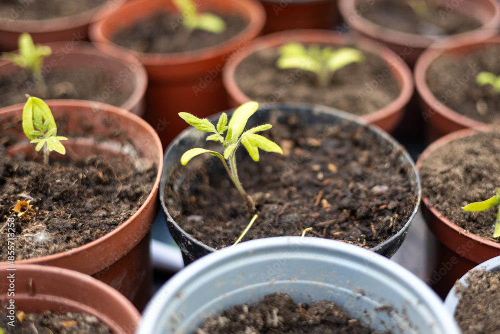 Growing tomato seedlings in different plastic reusable pots. Planting vegetables. Growing food near home. Planting and gardening concept. Growing tomato seedlings in different plastic reusable pots. Planting vegetables. Growing food near home. Planting and gardening concept.
