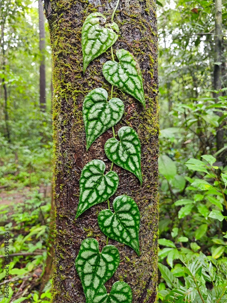 Obraz premium Heart leaves on tree trunk in Bu Gia Map National Park