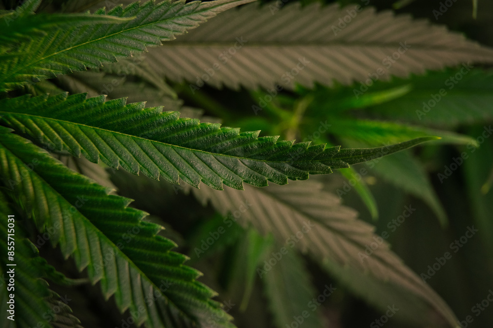 Top-view of the surface of several beautiful green cannabis or marijuana leaves with amazing pattern for background design and concept of medical cannabis. Top-view of the surface of several beautiful green cannabis or marijuana leaves with amazing pattern for background design and concept of medical cannabis.