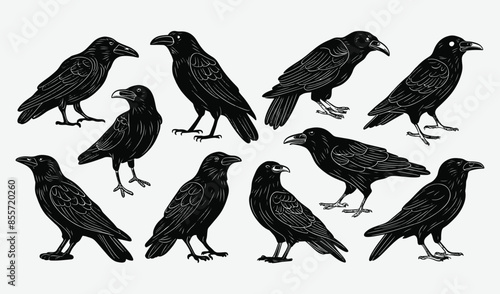 Birds Silhouette Vector Collection Hand drawn Crow © Babla