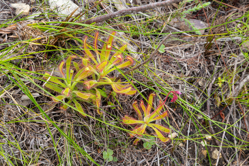 Carnivorous Plants: Drosera hilaris (from the sundew family) seen close to Hermanus in the Western Cape photo