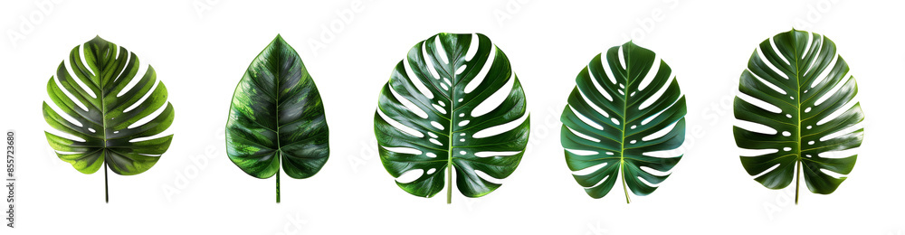 Obraz premium Set of tropical leaves and plants, green foliage isolated on white background cutout PNG