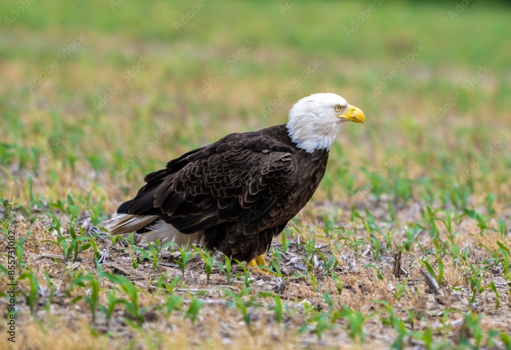 Fototapeta premium Bald Eagle in Field 
