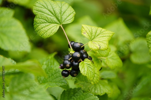 The blackcurrant (Ribes nigrum) is a woody shrub in the family Grossulariaceae. Hanover, Germany.