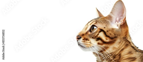 Bengal cat pastel backgroun...