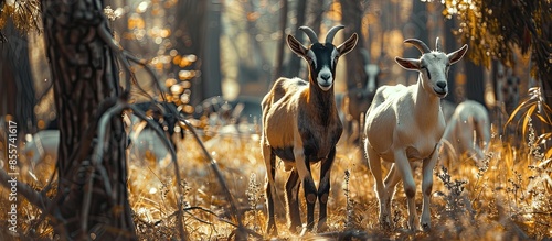 A pair of Nubian goats in t...