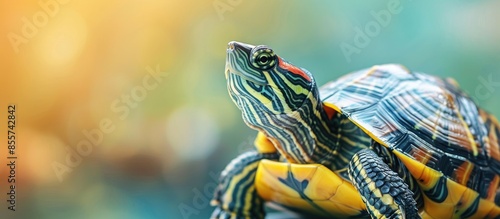 isolated turtle pastel back...