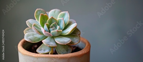 Closeup of a green and lila...