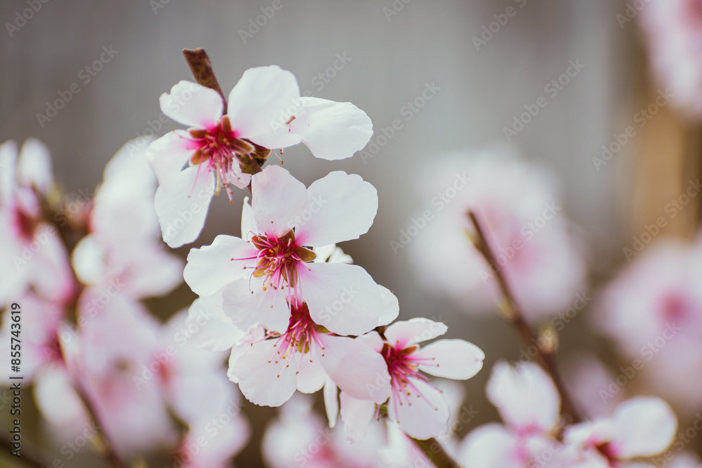 Fototapeta premium Close up of pink peach tree blossoms