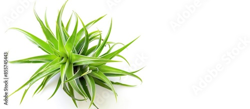 Tillandsia isolated on whit...