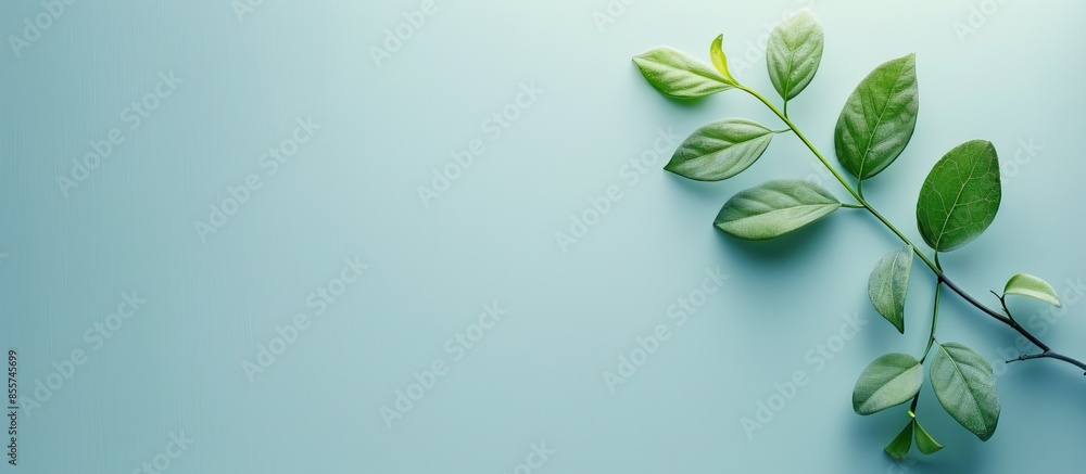 Fototapeta premium Branch of green leafs Isolated on pastel background. with copy space image. Place for adding text or design