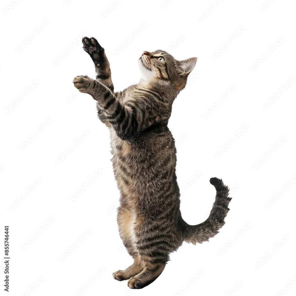 Playful tabby cat standing on its hind legs, reaching up with its paws, isolated on white background