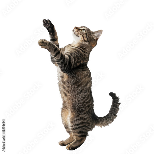 Obraz na płótnie Playful tabby cat standing on its hind legs, reaching up with its paws, isolated on white background w salonie