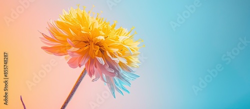 Yellow spike flower on past...