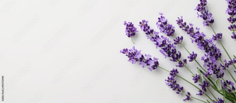 Bunch of lavender flowers isolated on a white pastel background. with copy space image. Place for adding text or design Bunch of lavender flowers isolated on a white pastel background. with copy space image. Place for adding text or design