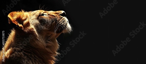 Lion king isolated on black...