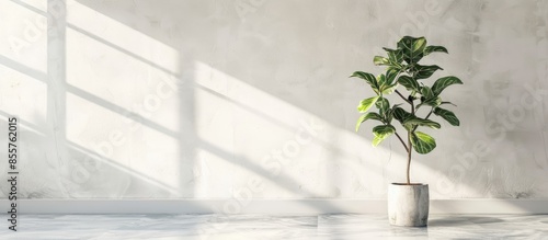 fiddle leaf fig tree in home. with copy space image. Place for adding text or design