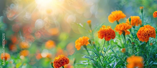 marigold in the garden past...