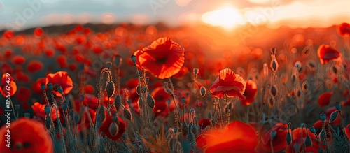red poppy field at sunset. ...