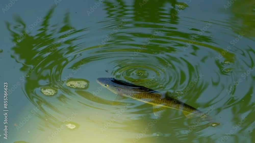 Andalusian barbel fish, Luciobarbus sclaterii , swimming and eating fallen insects on river surface. Andalusian barbel fish, Luciobarbus sclaterii , swimming and eating fallen insects on river surface.