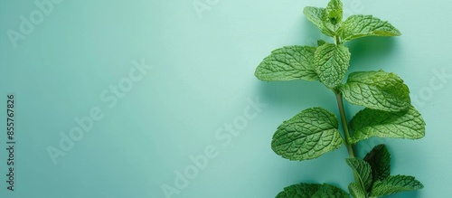 Fresh raw mint leaves isola...