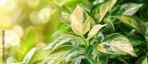 The variegated cultivar Var...