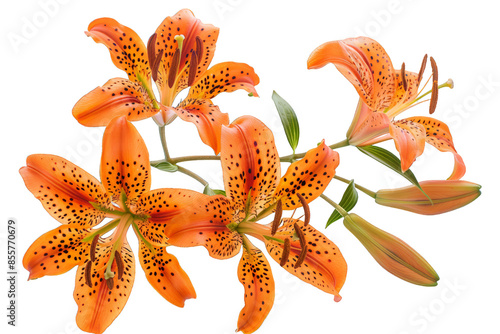 Orange Lily Flower with Black Spots isolated on transparent background png