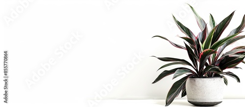 Picture of houseplant Rhoeo discolor in pot isolated on white background. with copy space image. Place for adding text or design photo