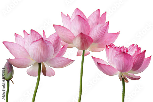 Pink Lotus Flowers with Bud isolated on transparent background png