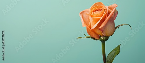orange bud rose flower Isol...