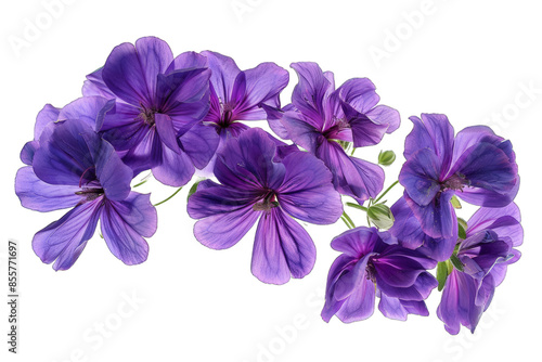 Purple Flowers isolated on transparent background png