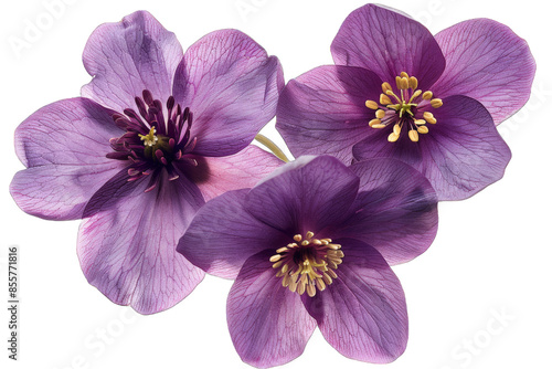 Purple Hellebore Flowers isolated on transparent background png