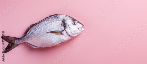 Fresh Dorado fish on a pastel background Dorada  Dorade. with copy space image. Place for adding text or design photo