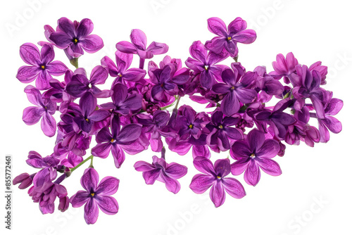 Purple Lilac Flowers isolated on transparent background png