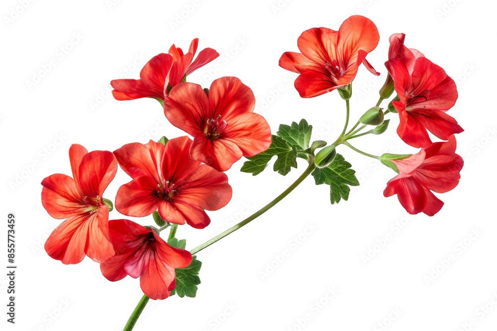 Red Geranium Flowers isolated on transparent background png Red Geranium Flowers isolated on transparent background png