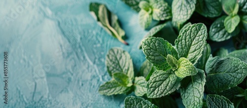 Fresh raw mint leaves isola...