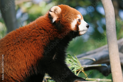 red panda bear
